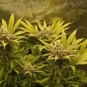 Eleven Roses Klon zur Blüte 2