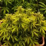 Auto AK-47 XL Divine Seeds