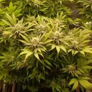 Eleven Roses Klon zur Blüte