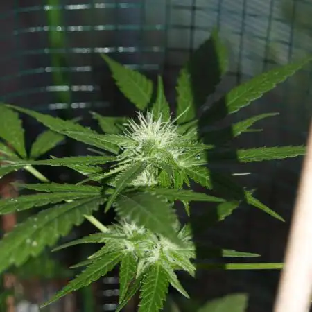 Space Cookies Auto