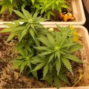 Strawberry Cola Auto Winter Grow 2026