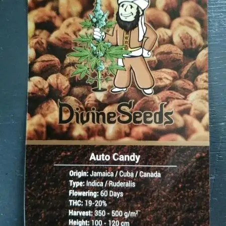 Auto Candy