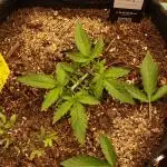 Super Boof Auto von Fast Buds