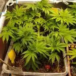 White Rhino From Zamnesia zweite Runde