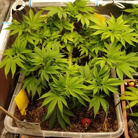 White Rhino From Zamnesia zweite Runde