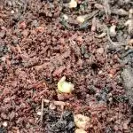 Auto AK-47 XL Divine Seeds