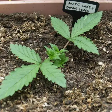 Auto Candy