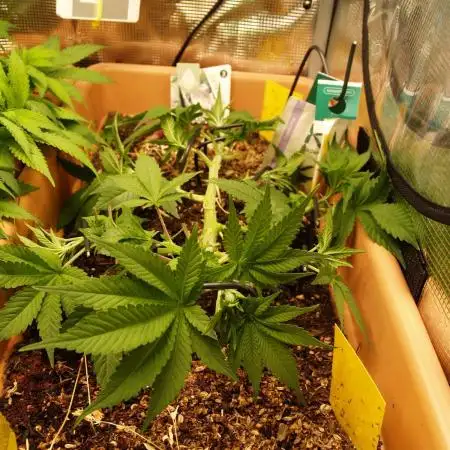 White Rhino From Zamnesia zweite Runde