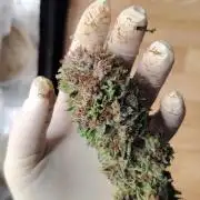 Strawberry Cola Auto Winter Grow 2026