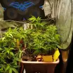 Eleven Roses Klon zur Blüte 2