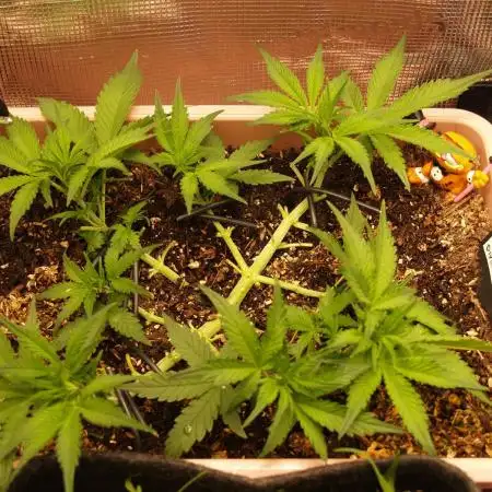 Auto Candy