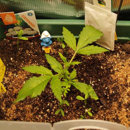 White Truffle Indoor 2025