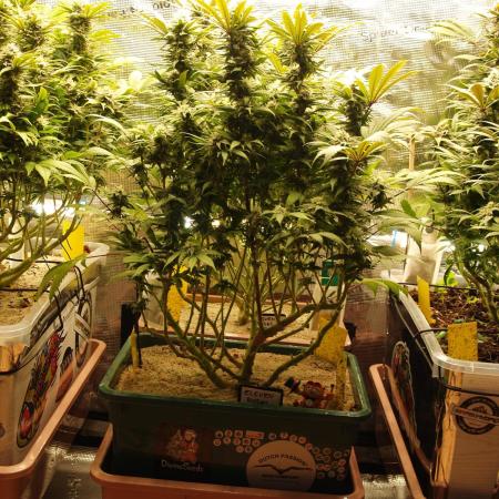 Eleven Roses Klon zur Blüte