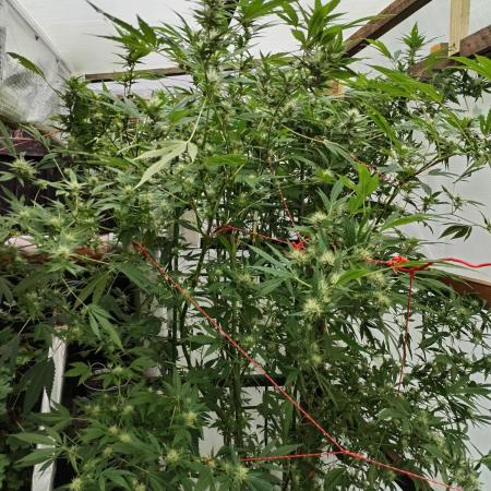 Speedy Chile Outdoor