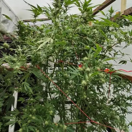 Speedy Chile Outdoor