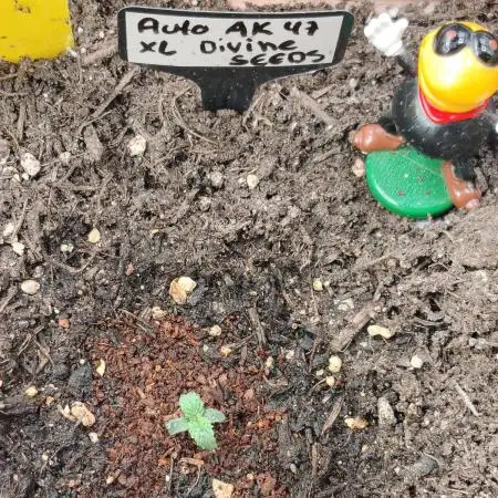 Auto AK-47 XL Divine Seeds