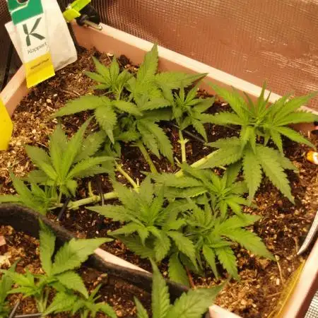Auto Candy