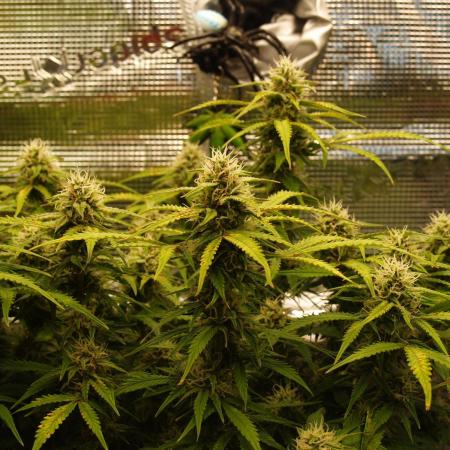 GMO Cookies Auto from Zamnesia