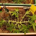 Auto AK-47 XL Divine Seeds