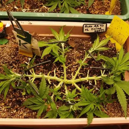 Auto AK-47 XL Divine Seeds