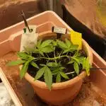 Auto Pablo Escobar Divine Seeds 2025