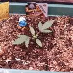 Green Cure CBD F1 Hybrid Auto Zamnesia
