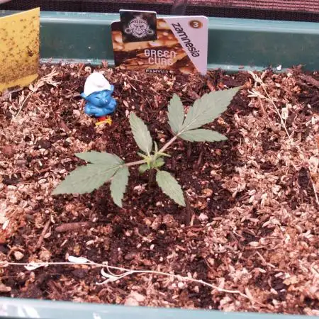 Green Cure CBD F1 Hybrid Auto Zamnesia