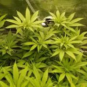 Eleven Roses Klon zur Blüte 2