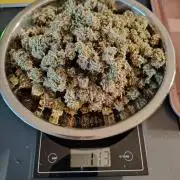 White Rhino From Zamnesia zweite Runde