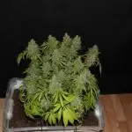 White Rhino Indoor