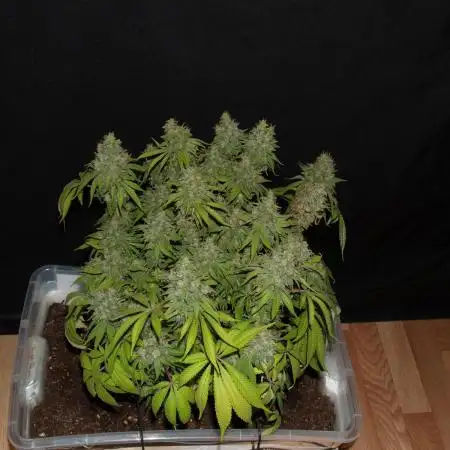 White Rhino Indoor
