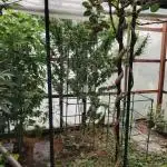 Speedy Chile Outdoor
