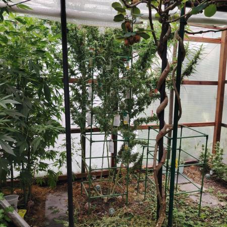 Speedy Chile Outdoor