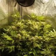 White Rhino From Zamnesia zweite Runde