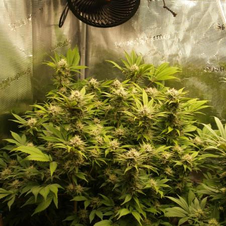 White Rhino From Zamnesia zweite Runde