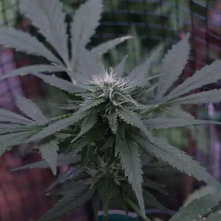 Space Cookies Auto