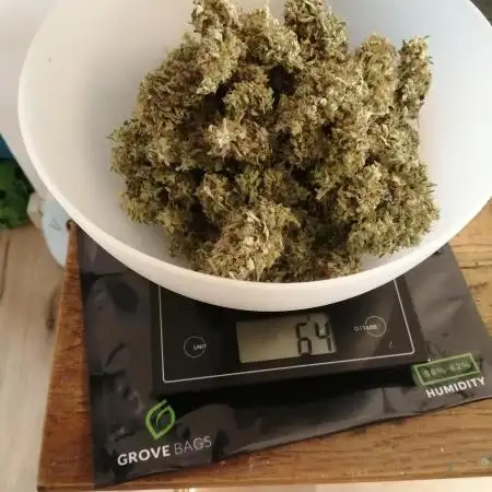 White Rhino Indoor