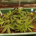 Green Cure CBD F1 Hybrid Auto Zamnesia
