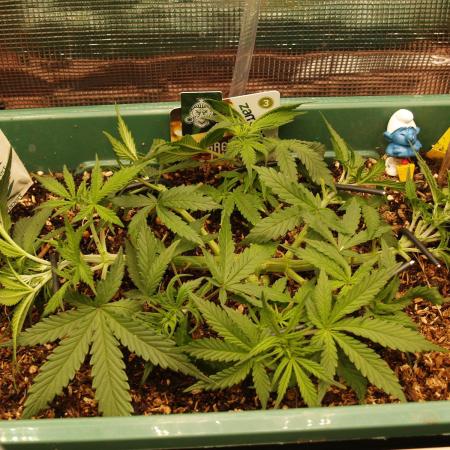 Green Cure CBD F1 Hybrid Auto Zamnesia