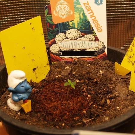 White Truffle Indoor 2025