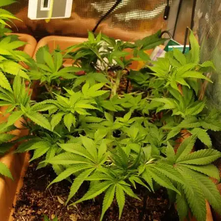 White Rhino From Zamnesia zweite Runde