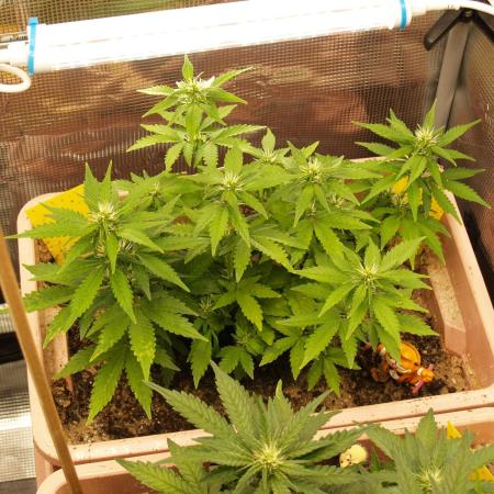 Apple Fritter Auto Winter Grow 2026