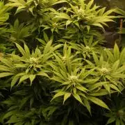 Eleven Roses Klon zur Blüte 2