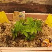 Apple Fritter Auto Winter Grow 2026