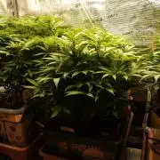 Eleven Roses Klon zur Blüte