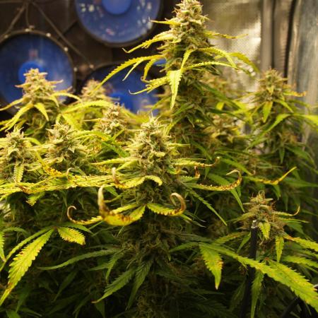 GMO Cookies Auto from Zamnesia