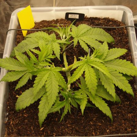 Triple Cheese Indoor