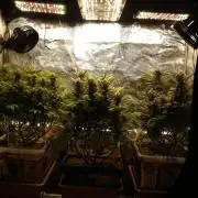 Eleven Roses Klon zur Blüte 2