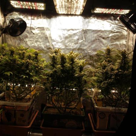 Eleven Roses Klon zur Blüte 2