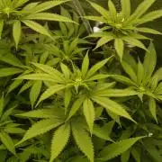 Eleven Roses Klon zur Blüte 2